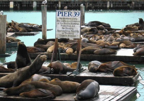 פישרמנס וורף ורציף 39, סן פרנסיסקו (Fisherman's Wharf and Pier 39)