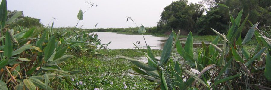 הפאמפס, בוליביה (Pampas) הפאמפס, בוליביה (Pampas)