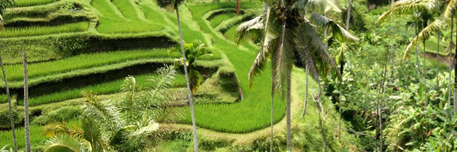 אינדונזיה – Indonesia אינדונזיה – Indonesia